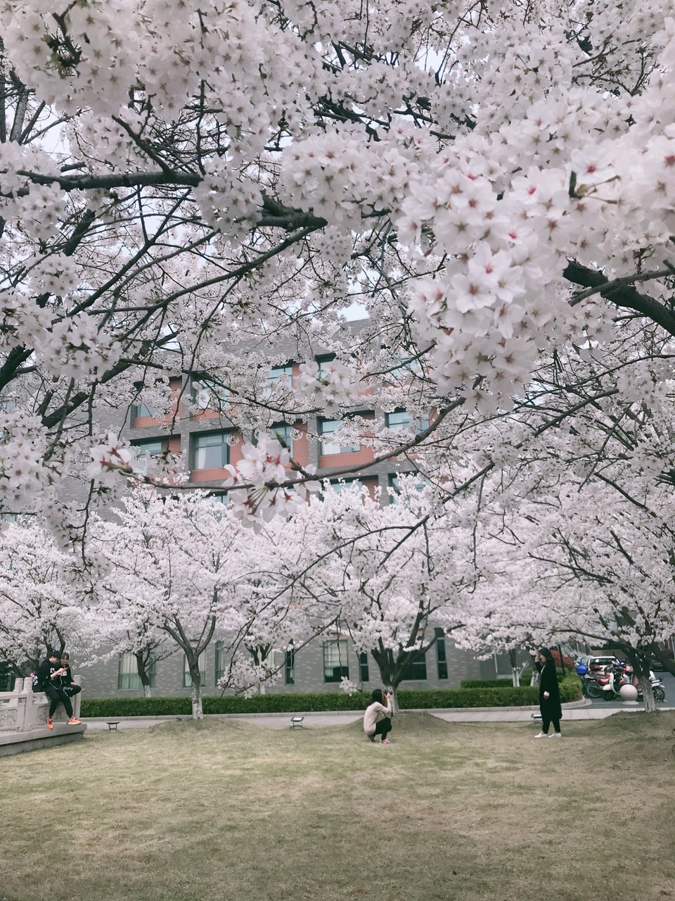 嘉兴同济大学的樱花美得一塌糊涂