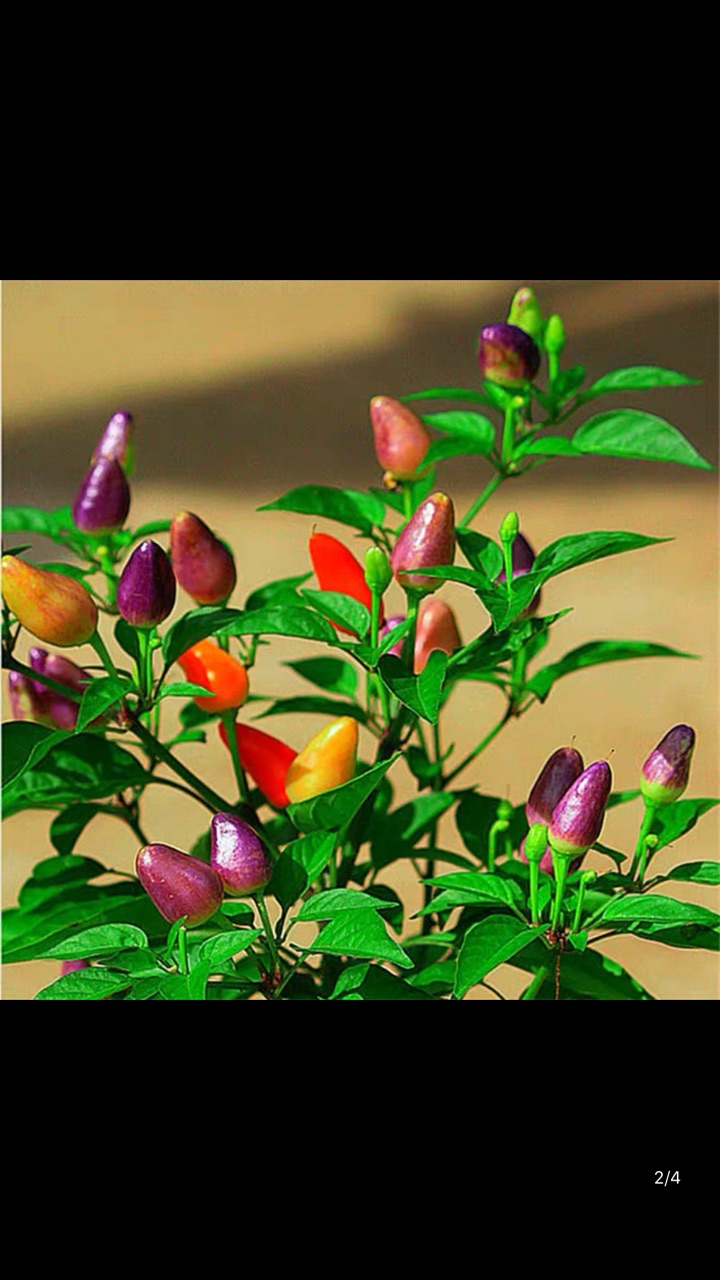 我想要这种五彩辣椒,谁家种了,讨点种子