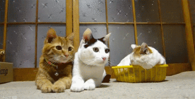 src=http___c-ssl.duitang.com_uploads_item_201512_09_20151209203608_vS4fi.thumb.400_0.gif&refer=http___c-ssl.duitang.gif