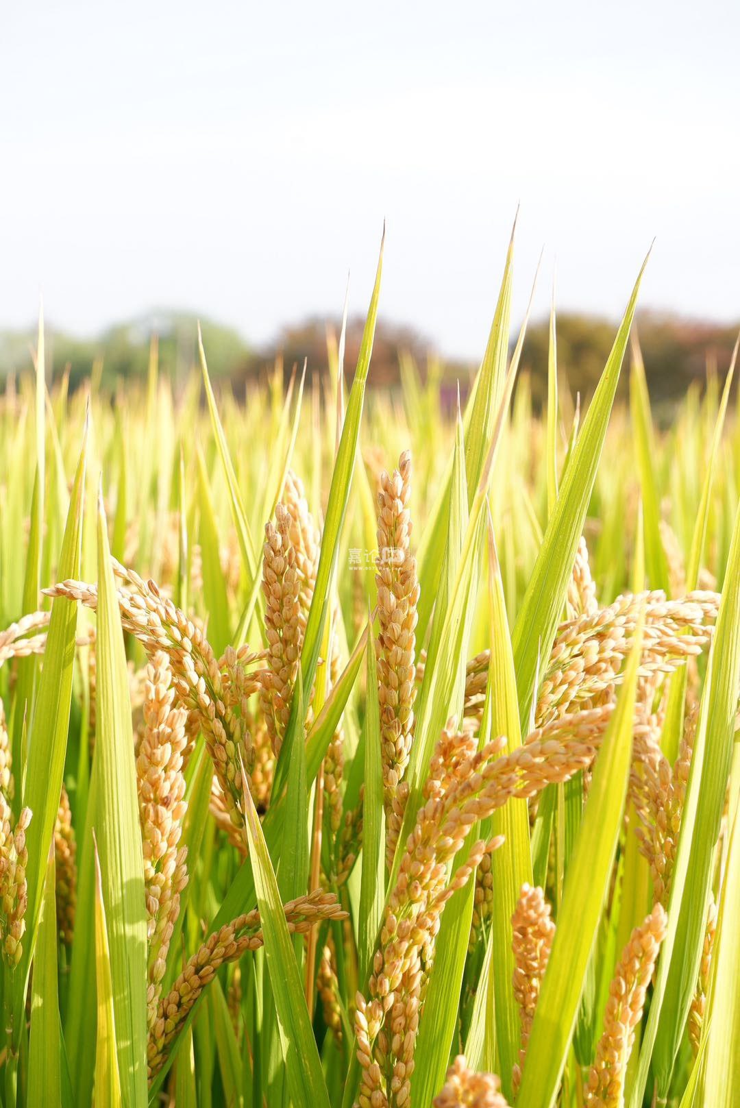 丰收给大家看看我拍的稻子