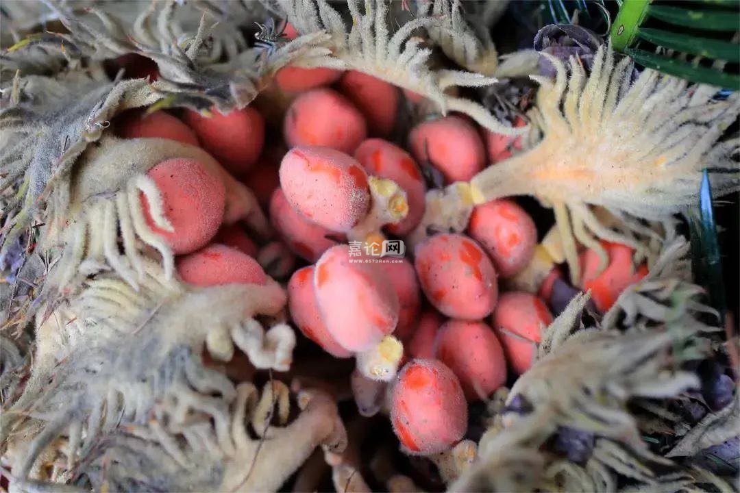 嘉论网|嘉兴人论坛>论坛>>相聚禾城>>百姓话题>>这种铁树果别吃,海盐