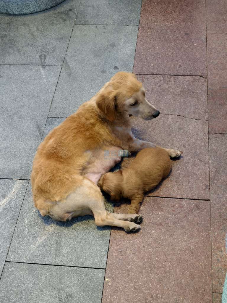 300一只的杂交金毛,据说长不大?