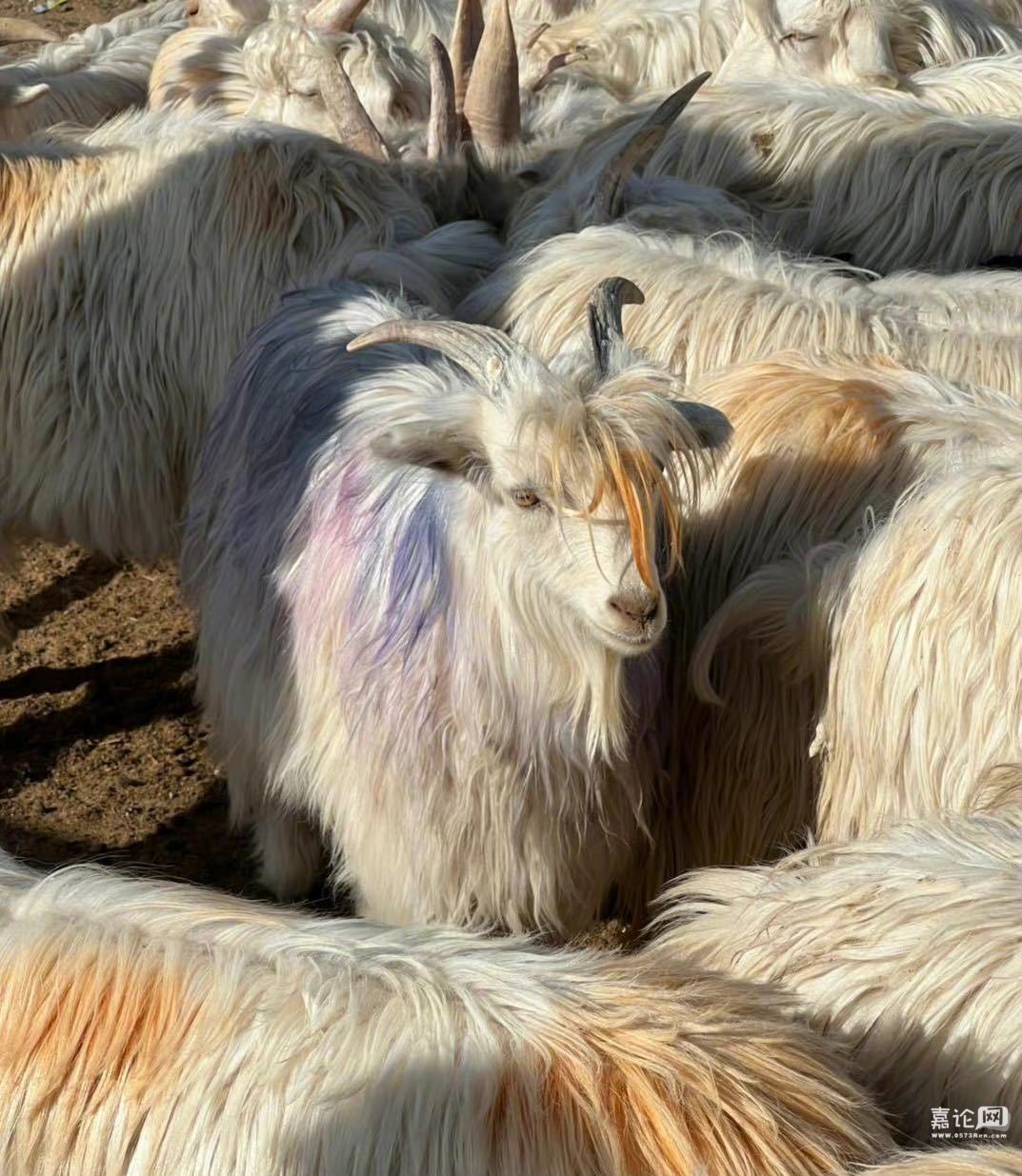 被一只羊帅到了