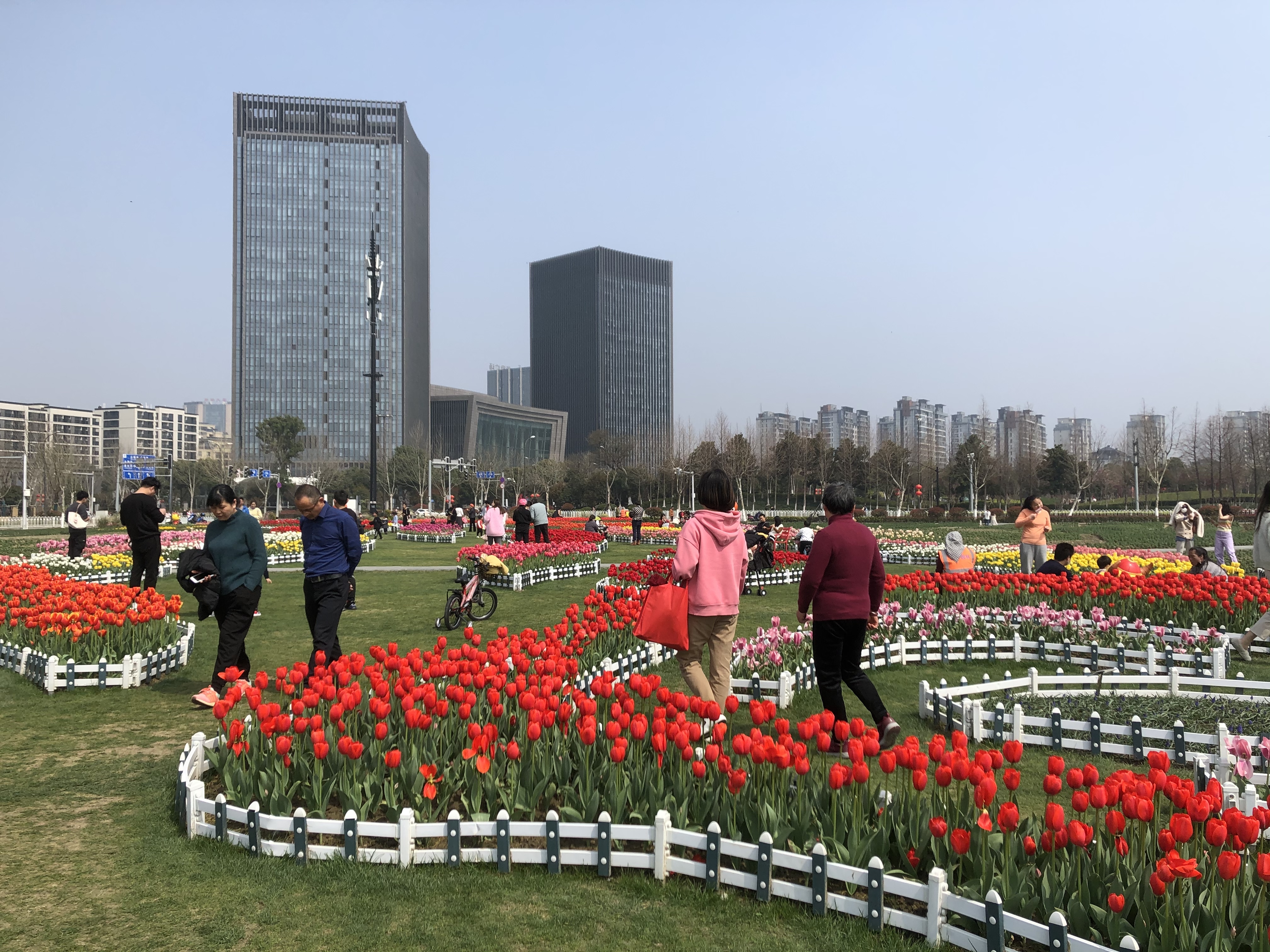 打卡!姚家荡的郁金香花海已经开啦