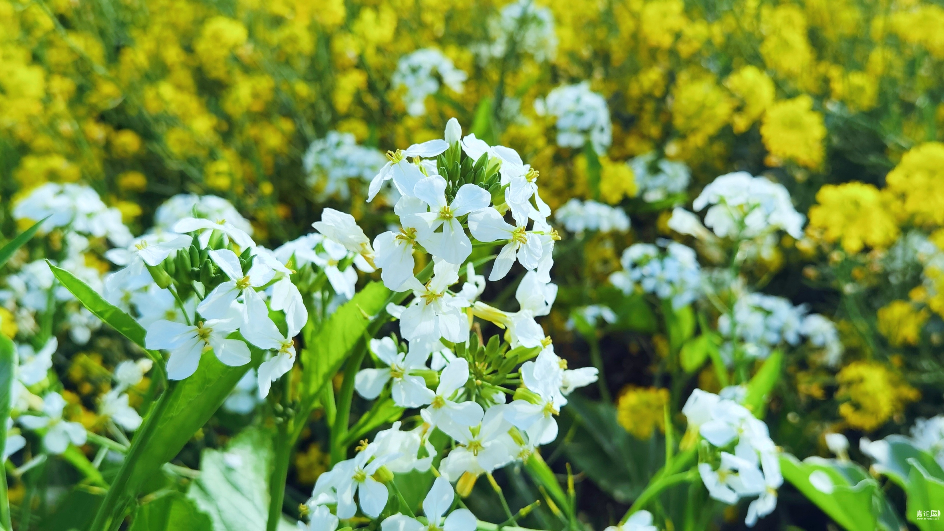 来自蓝桉的广场