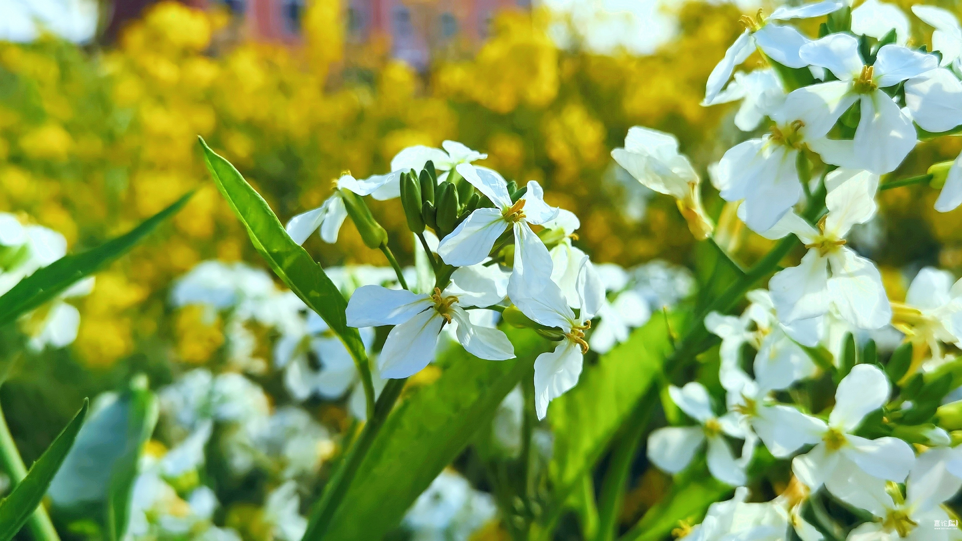 来自蓝桉的广场